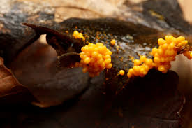 Attēlu rezultāti vaicājumam “Badhamia utricularis stalked”