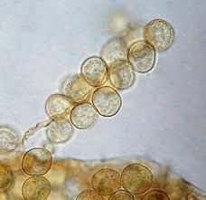 Attēlu rezultāti vaicājumam “Trichia alpina”