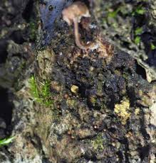 Attēlu rezultāti vaicājumam “Licea castanea”