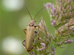Attēlu rezultāti vaicājumam “Cantharis figurata”