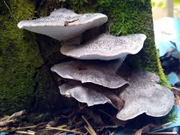 Attēlu rezultāti vaicājumam “Postia caesia”