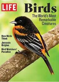 Image result for Bird