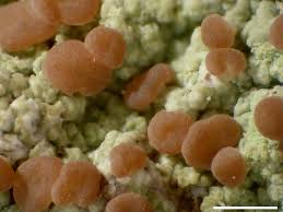 Attēlu rezultāti vaicājumam “Baeomyces rufus”