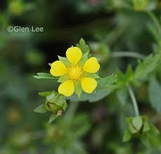 Attēlu rezultāti vaicājumam “Potentilla supina flower”