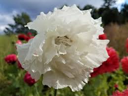 Image result for Papaver somniferum White Cloud