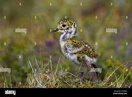 Attēlu rezultāti vaicājumam “Pluvialis apricaria”