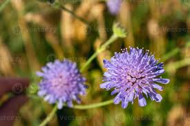 Image result for Knautia arvensis