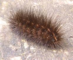Attēlu rezultāti vaicājumam “Spilosoma sp.”