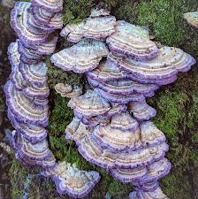 Attēlu rezultāti vaicājumam “Polyporus tubaeformis”
