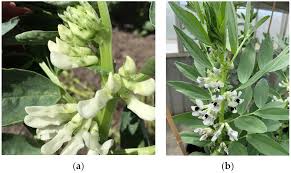 Attēlu rezultāti vaicājumam “Vicia faba flower”