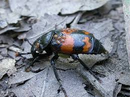 Attēlu rezultāti vaicājumam “Nicrophorus investigator imago”