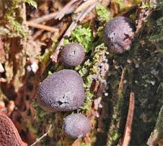 Attēlu rezultāti vaicājumam “Lycogala sphaeroconicum”