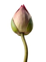 Attēlu rezultāti vaicājumam “Lotus sp. bud”