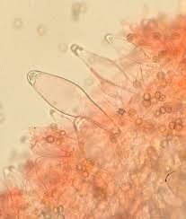 Attēlu rezultāti vaicājumam “Pluteus leoninus”