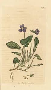 Attēlu rezultāti vaicājumam “Viola hirta”