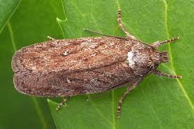 Attēlu rezultāti vaicājumam “Depressaria olerella”