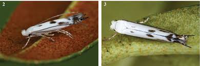 Attēlu rezultāti vaicājumam “Lyonetiidae”