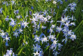 Attēlu rezultāti vaicājumam “Scilla luciliae”