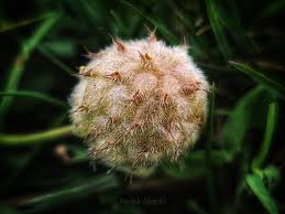 Attēlu rezultāti vaicājumam “Trifolium fragiferum fruit”