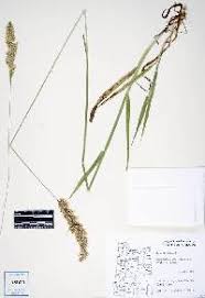 Attēlu rezultāti vaicājumam “Holcus mollis”