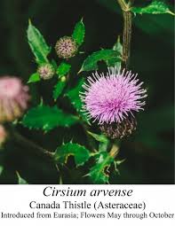 Attēlu rezultāti vaicājumam “Cirsium arvense”