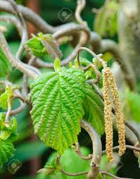 Attēlu rezultāti vaicājumam “Corylus avellana”