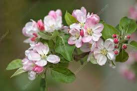 Attēlu rezultāti vaicājumam “Malus domestica”