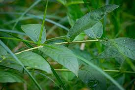 Attēlu rezultāti vaicājumam “Lysimachia vulgaris leaf”