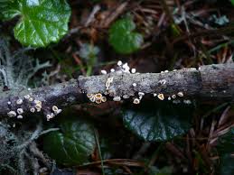 Attēlu rezultāti vaicājumam “Lachnum virgineum”