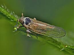 Attēlu rezultāti vaicājumam “Javesella pellucida”