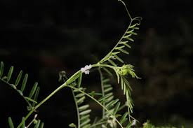 Attēlu rezultāti vaicājumam “Vicia hirsuta bud”