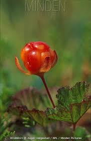 Attēlu rezultāti vaicājumam “Rubus chamaemorus”