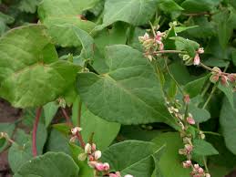 Attēlu rezultāti vaicājumam “Fallopia convolvulus fruit”