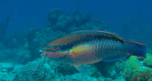 Image result for Scarus taeniopterus