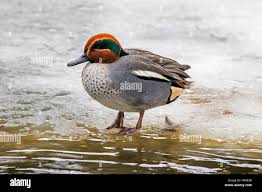 Attēlu rezultāti vaicājumam “Anas crecca male”