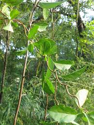 Attēlu rezultāti vaicājumam “Celastrus flagellaris”