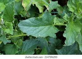 Attēlu rezultāti vaicājumam “Chenopodium bonus-henricus”