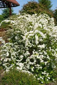 Attēlu rezultāti vaicājumam “Spiraea”