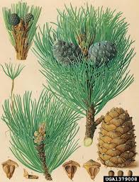 Attēlu rezultāti vaicājumam “Pinus cembra”