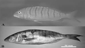 Image result for Lithognathus mormyrus