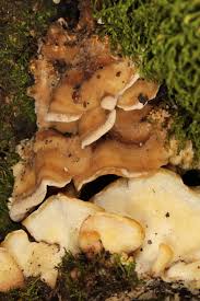 Attēlu rezultāti vaicājumam “Antrodiella”