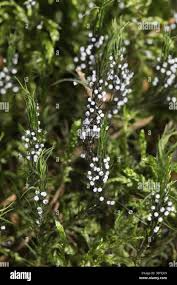 Attēlu rezultāti vaicājumam “Physarum leucopus”