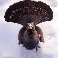 Attēlu rezultāti vaicājumam “Tetrao urogallus”