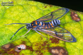 Attēlu rezultāti vaicājumam “Arctiidae”