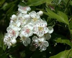 Attēlu rezultāti vaicājumam “Crataegus submollis”