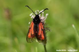 Attēlu rezultāti vaicājumam “Zygaena minos”