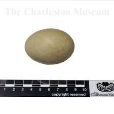 Attēlu rezultāti vaicājumam “Anas platyrhynchos eggs”