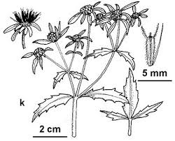 Attēlu rezultāti vaicājumam “Bidens tripartita flower”