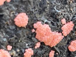 Attēlu rezultāti vaicājumam “Stemonitopsis typhina stalked”