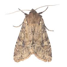 Attēlu rezultāti vaicājumam “Apamea sordens”